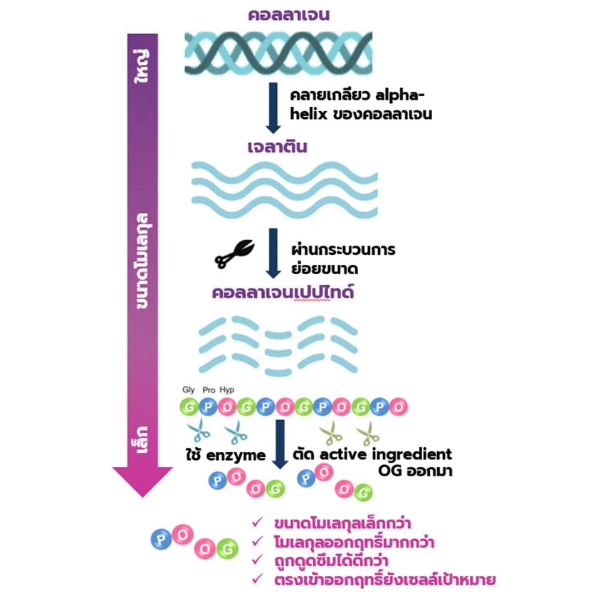 MATELL Collagen Dipeptide Plus Rice Ceramide – Japan's Smallest Collagen Molecule for Skin, Joints & Bones